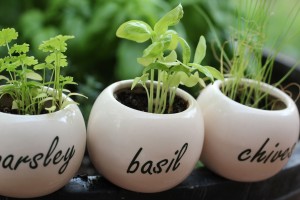 Herb-Garden-Kit