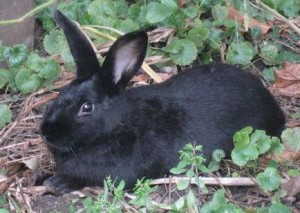 Black Bunny