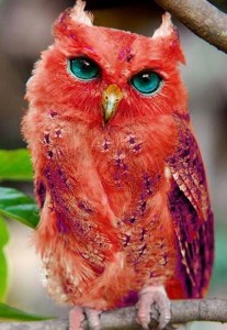 madagascar-red-owl